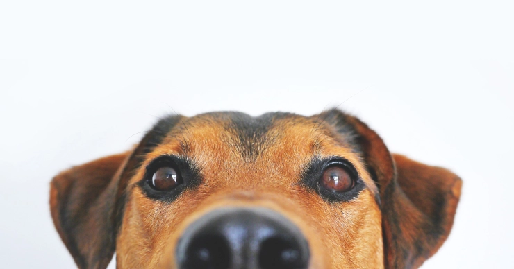 Nieuwe kinderen, honden en passief-agressieve bordjes voor Ons Soort Mensen