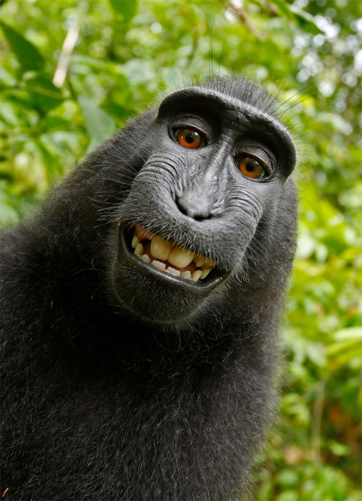 Ook in VS geen auteursrecht voor dieren na rechtszaak rond selfie van aap