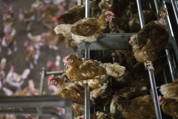 Hoogleraar eist rectificatie van vakbladen Agrio